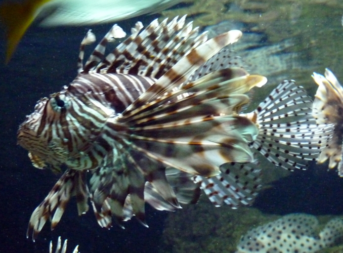 Red lionfish (Pterois volitans)