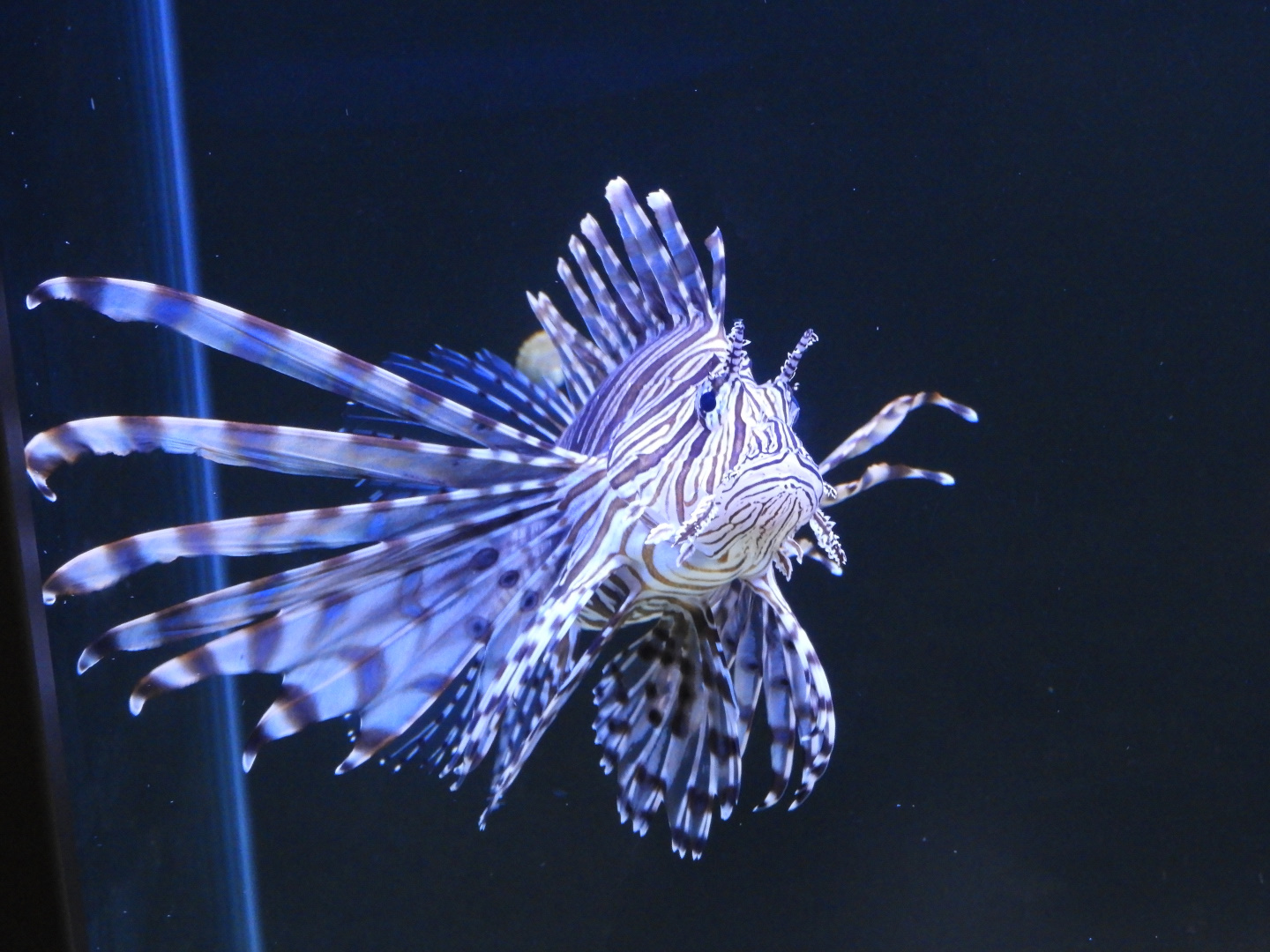 Red Lionfish (Pterois volitans)