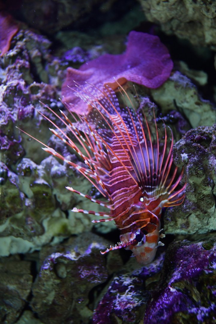 Red lionfish (Pterois volitans)