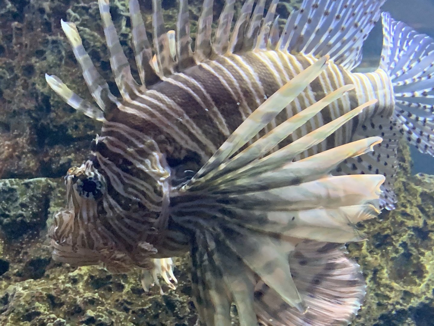 Red Lionfish (Pterois volitans)
