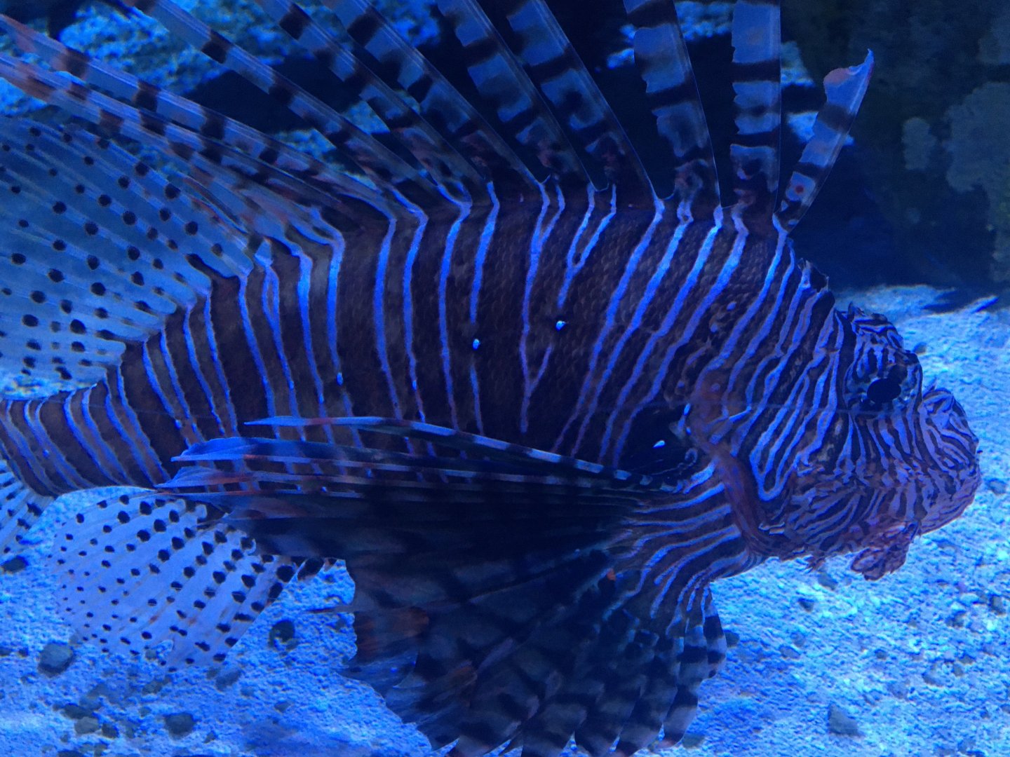 Red Lionfish (Pterois volitans)