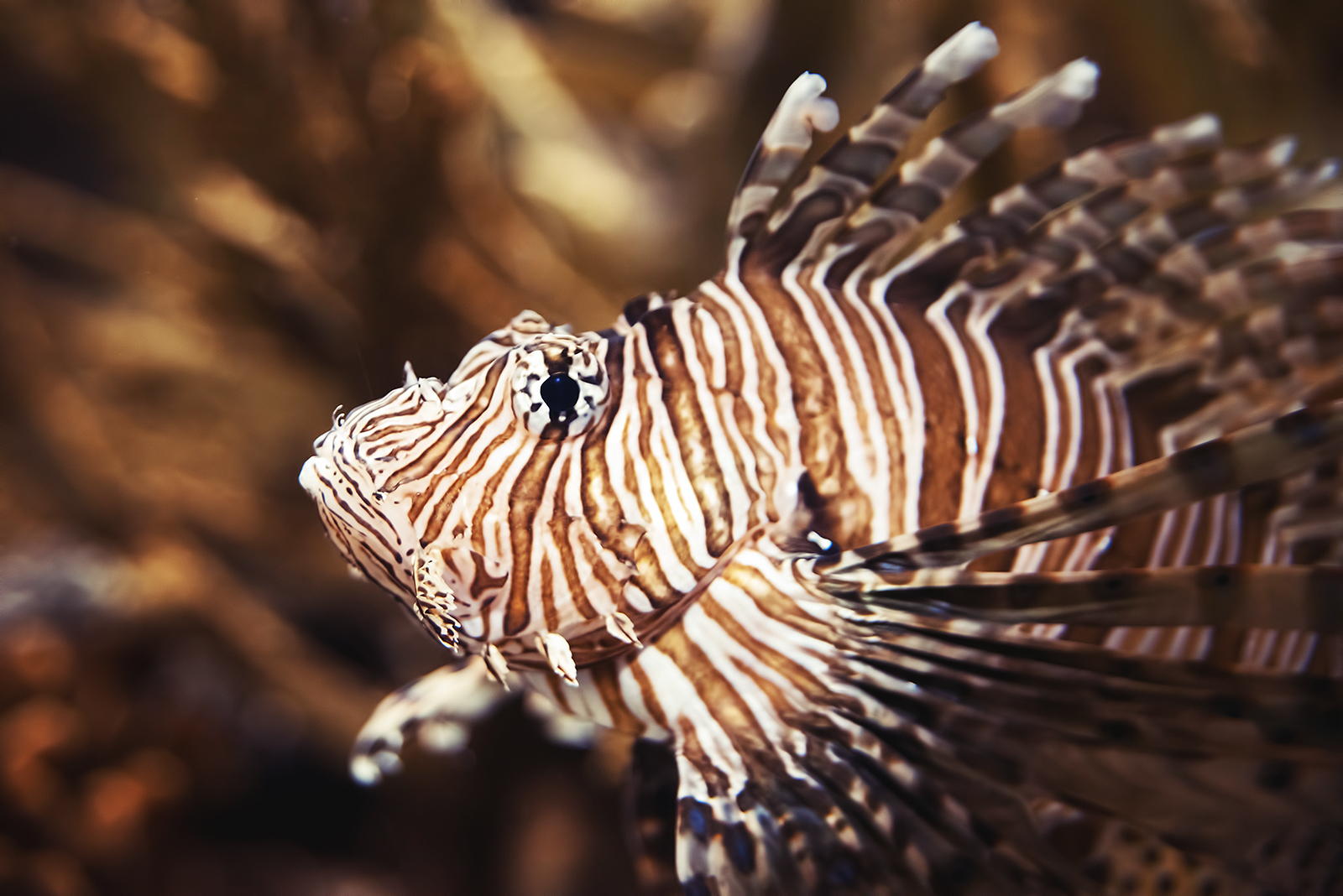 Red lionfish (Pterois volitans)