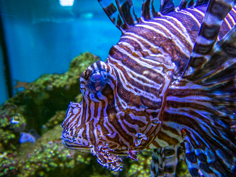 Red Lionfish / Pterois volitans