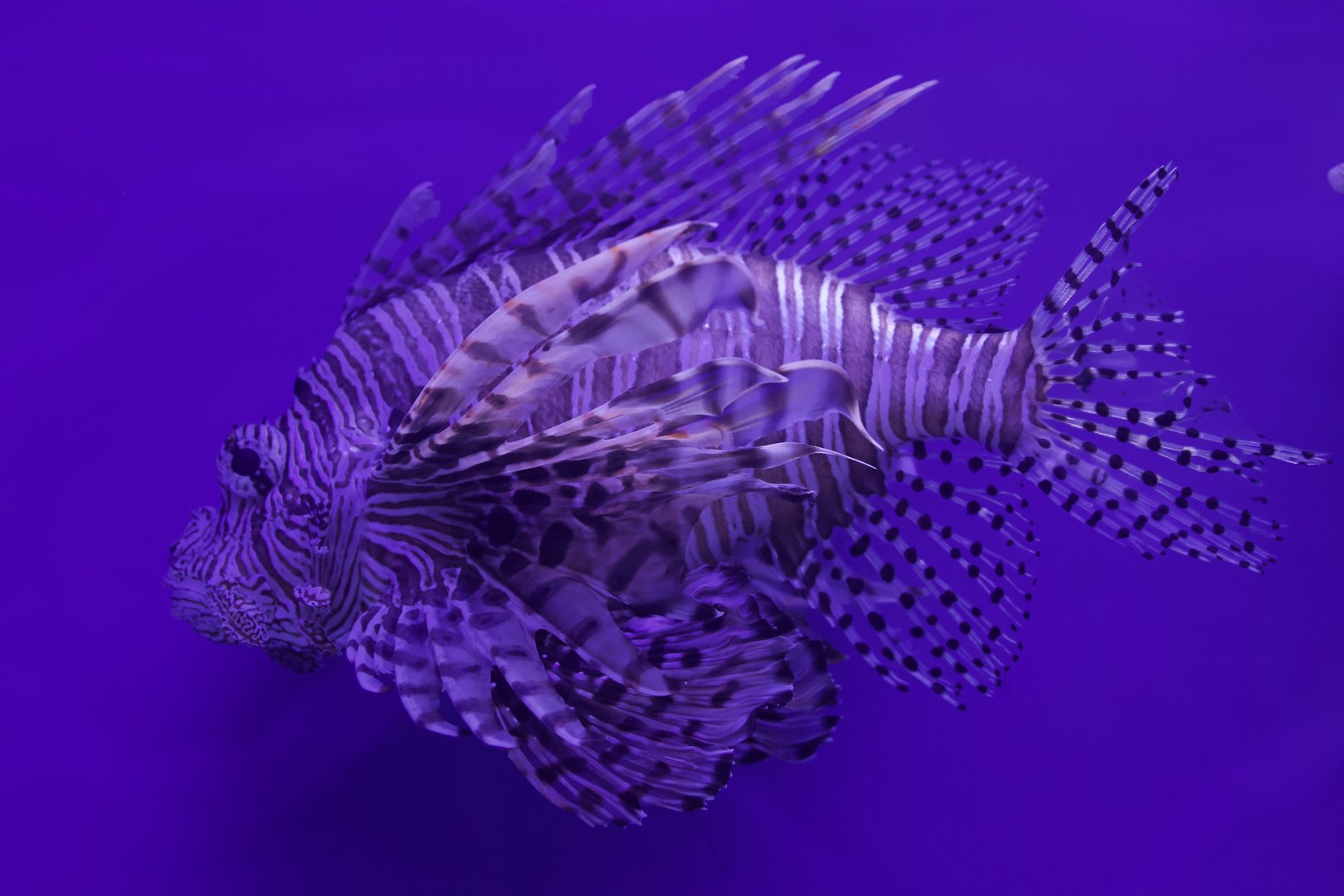 Red Lionfish/ Pterois volitans