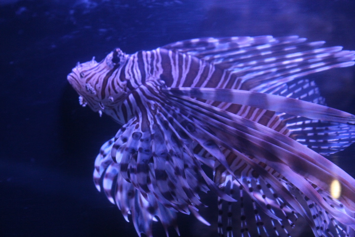Red lionfish (Pterois volitans)
