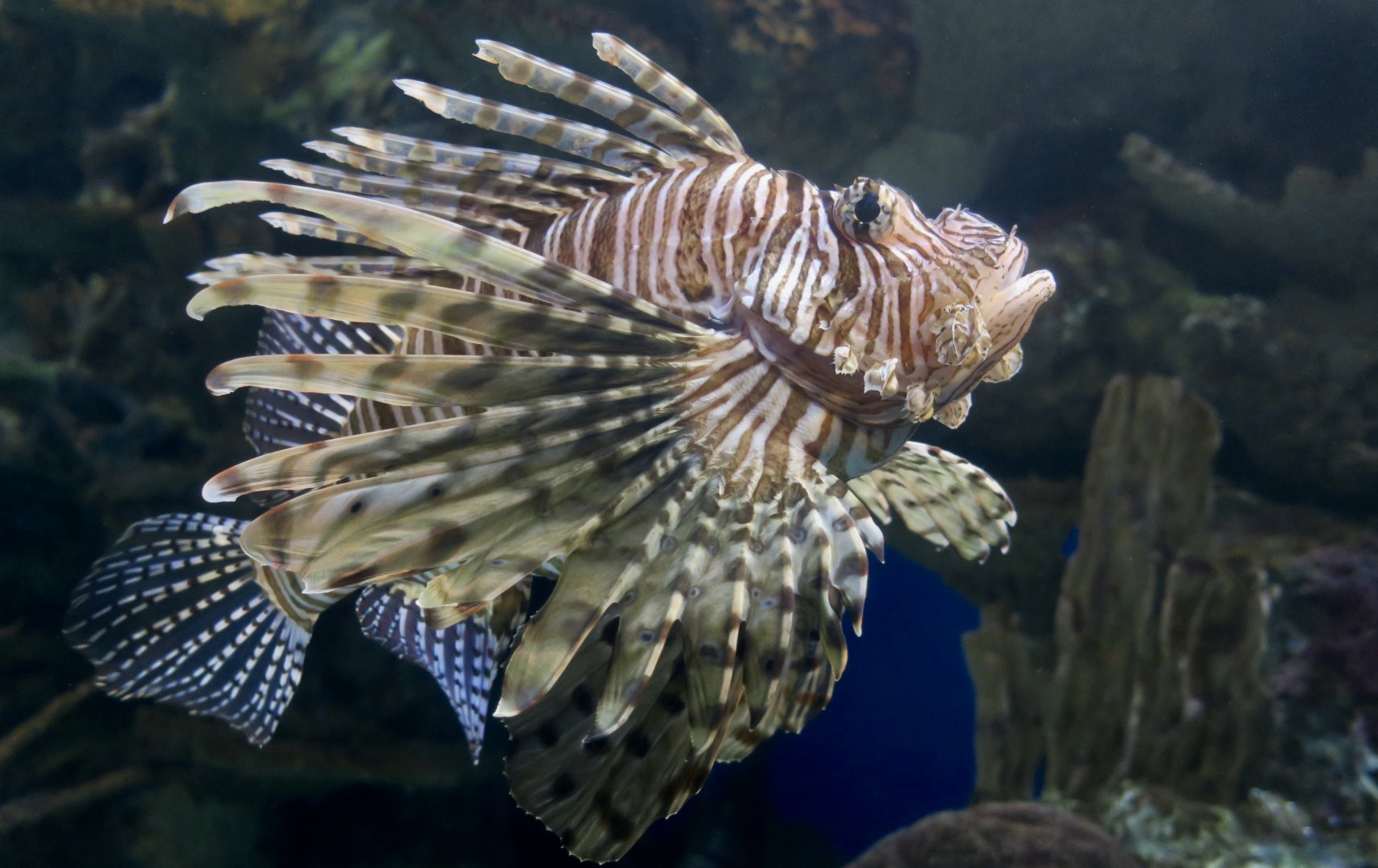 Red Lionfish (Pterois volitans)