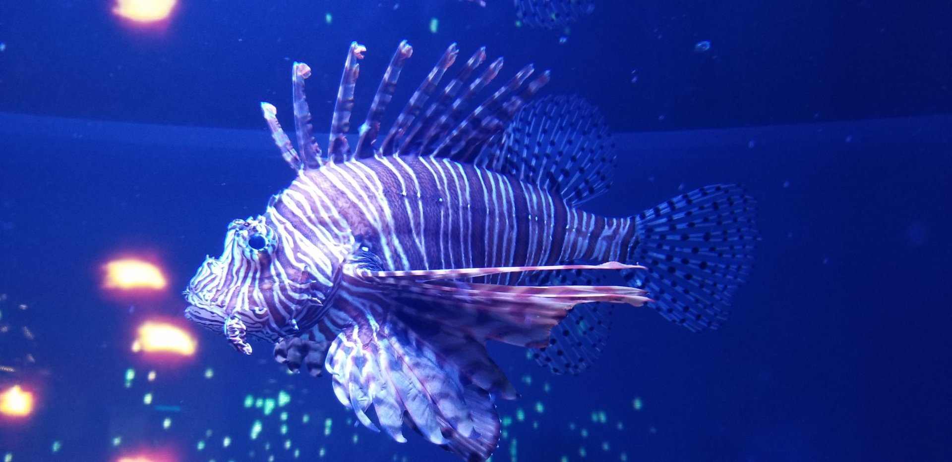 Red Lionfish (Pterois volitans)