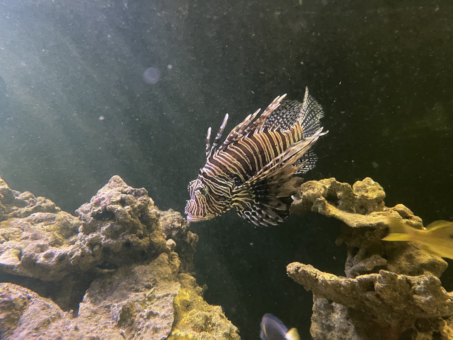 red lionfish (pterois volitans)