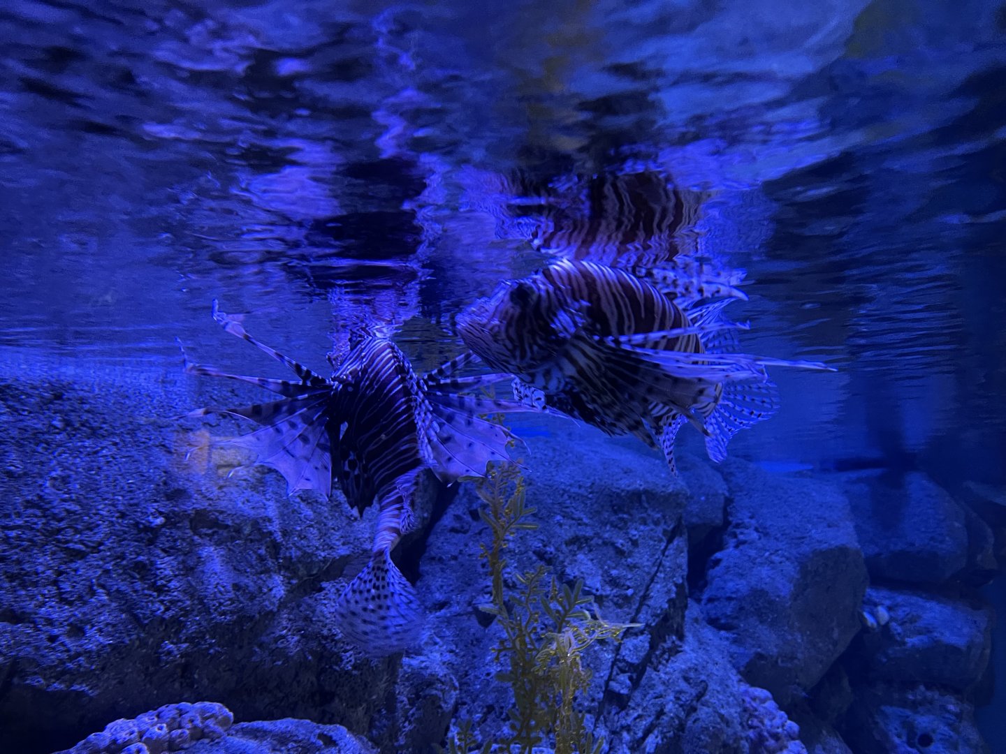 red lionfish (pterois volitans)