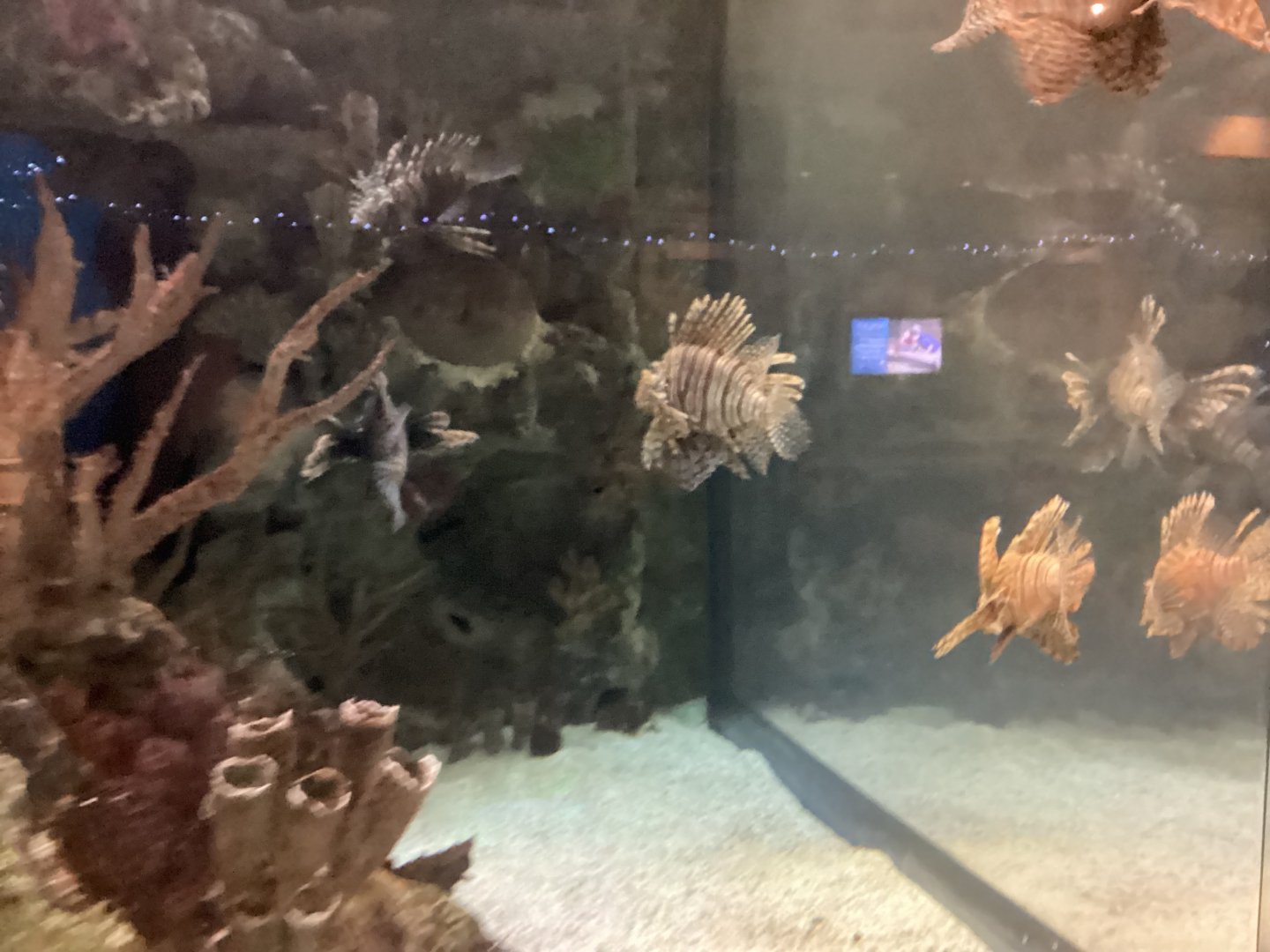 Red Lionfish - Seen December 20th, 2024