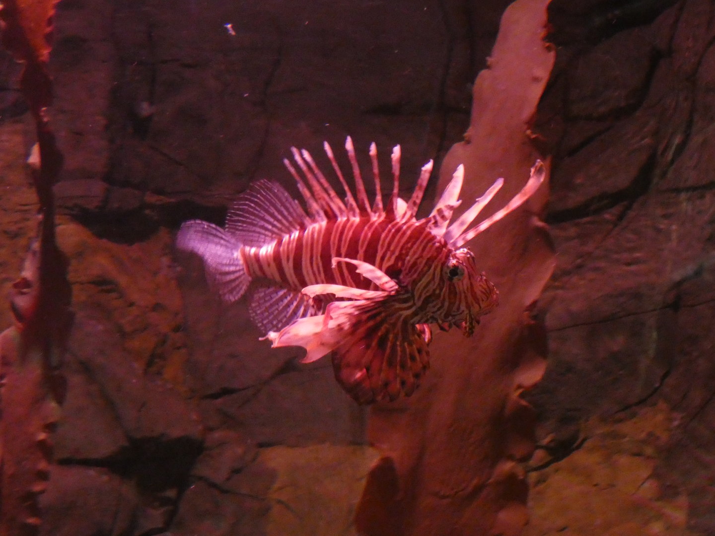 Red lionfish - Skegness Aquarium