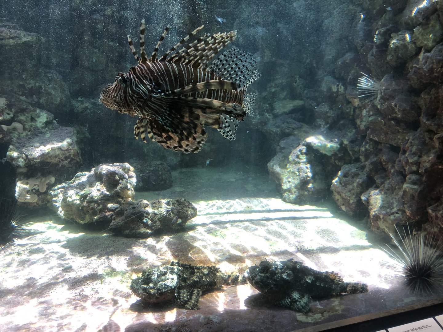 Red Lionfish & Stonefish Tank