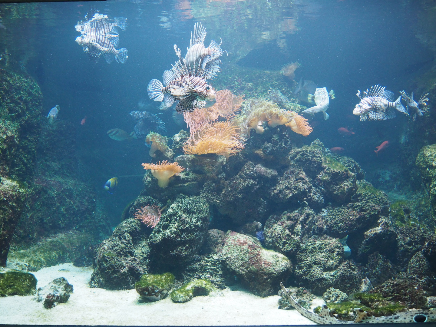 Red lionfish tank, 2021-06-121