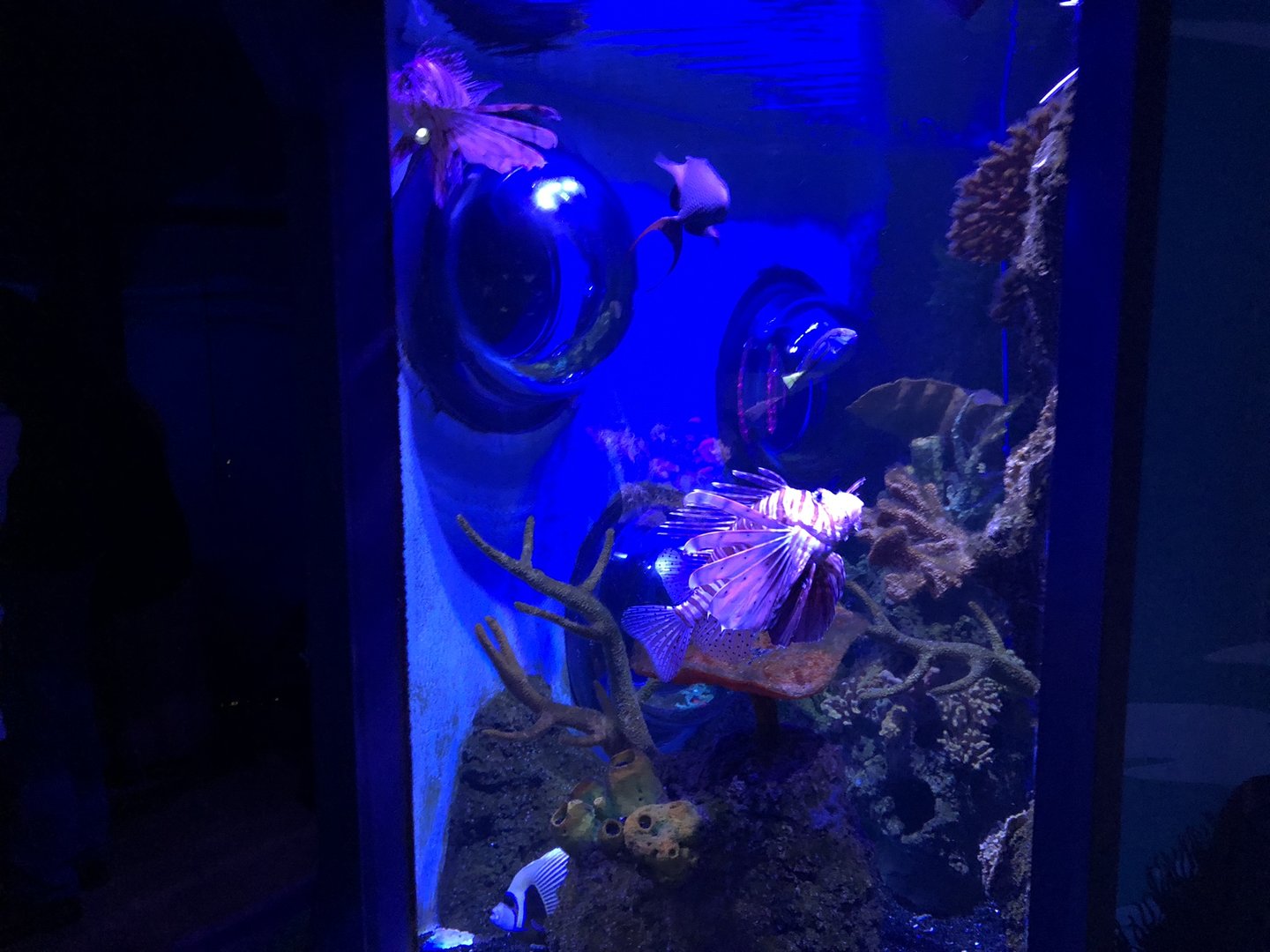 Red Lionfish Tank at SEA LIFE Scarborough (September 2022)