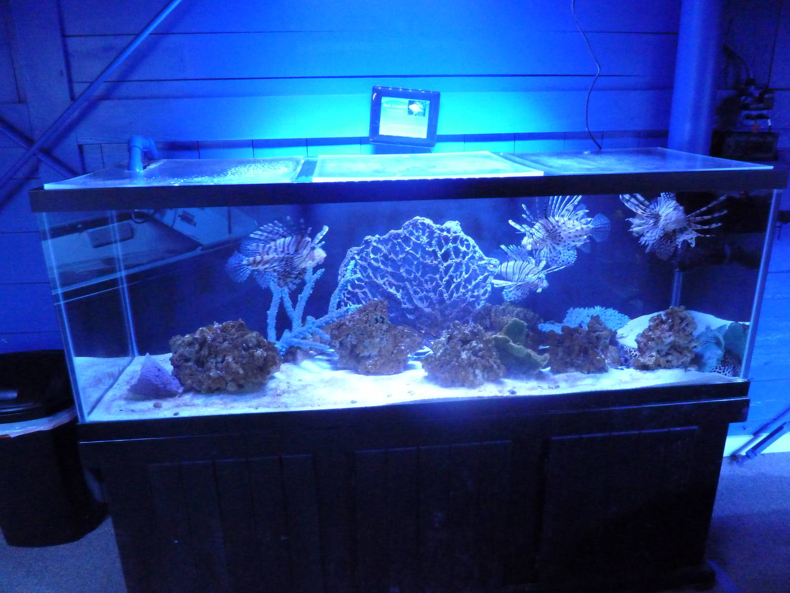 Red Lionfish/Tiger Reef Eel/Tessellata Moray Eel Exhibit