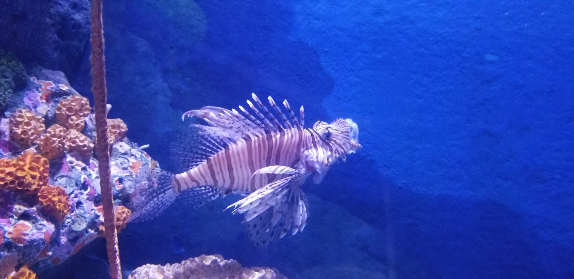 Red Lionfish Yawning
