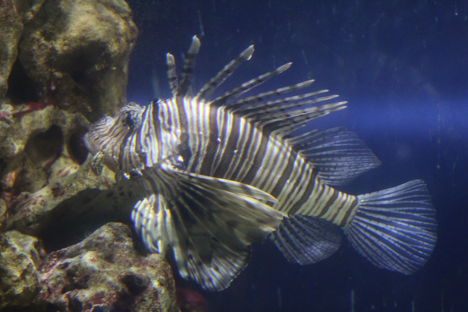 Red Lionfish
