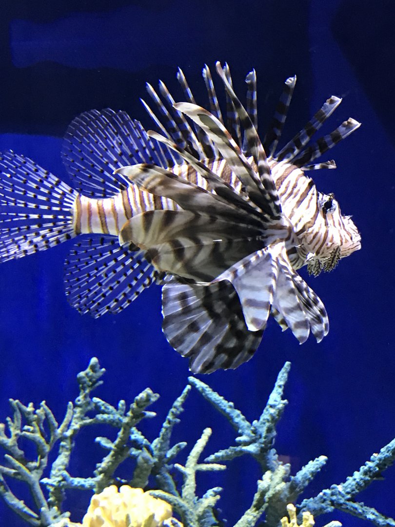 Red lionfish