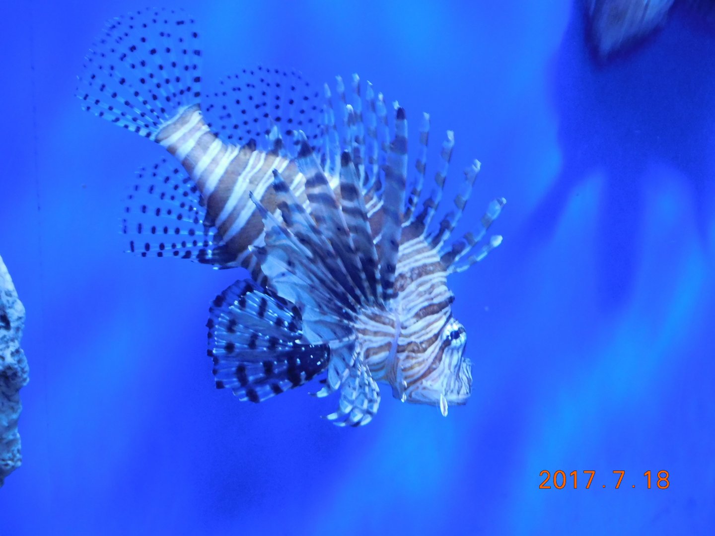 Red Lionfish
