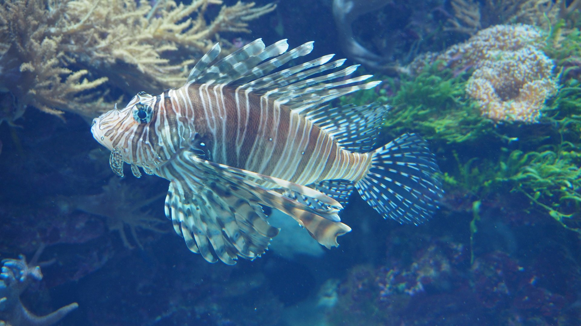 Red Lionfish