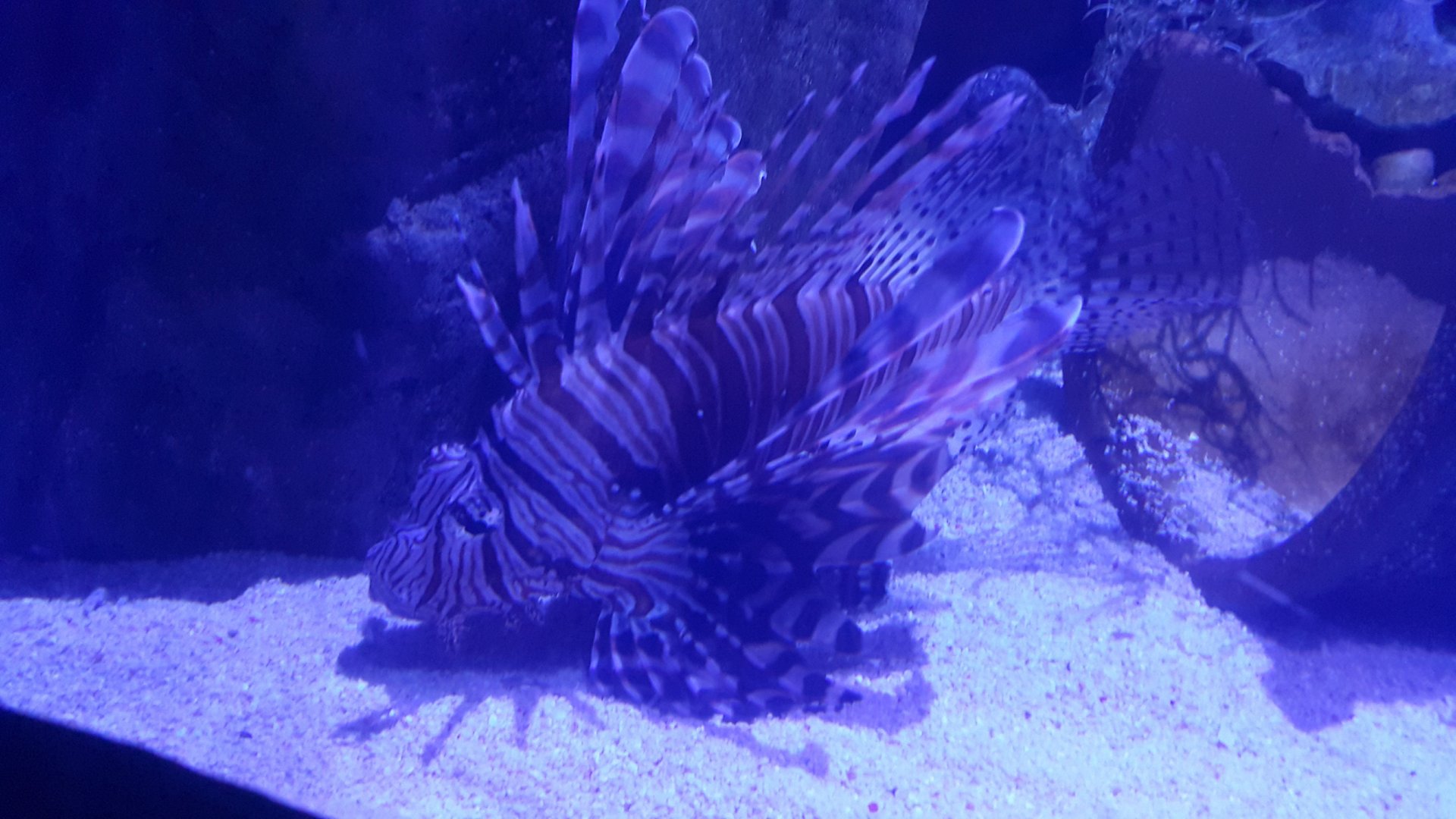 Red Lionfish