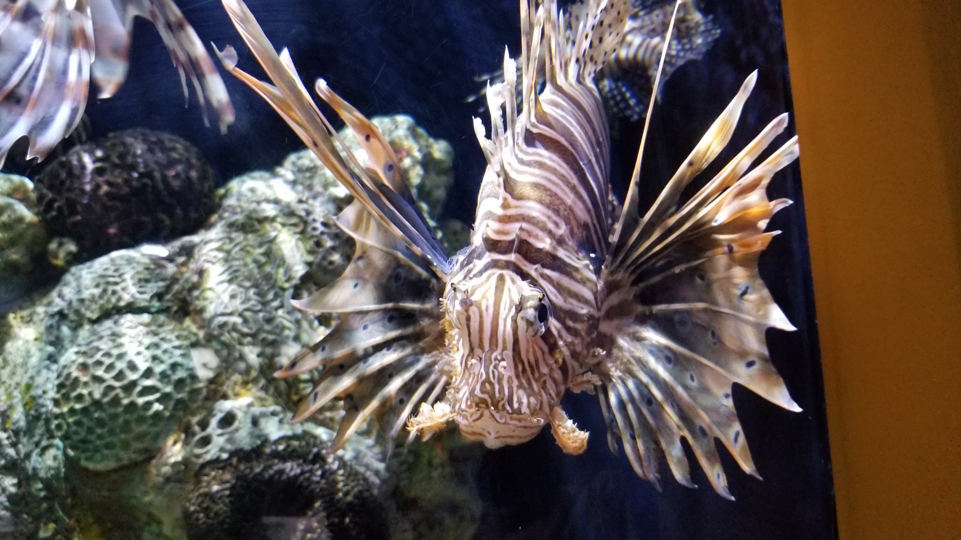 Red lionfish