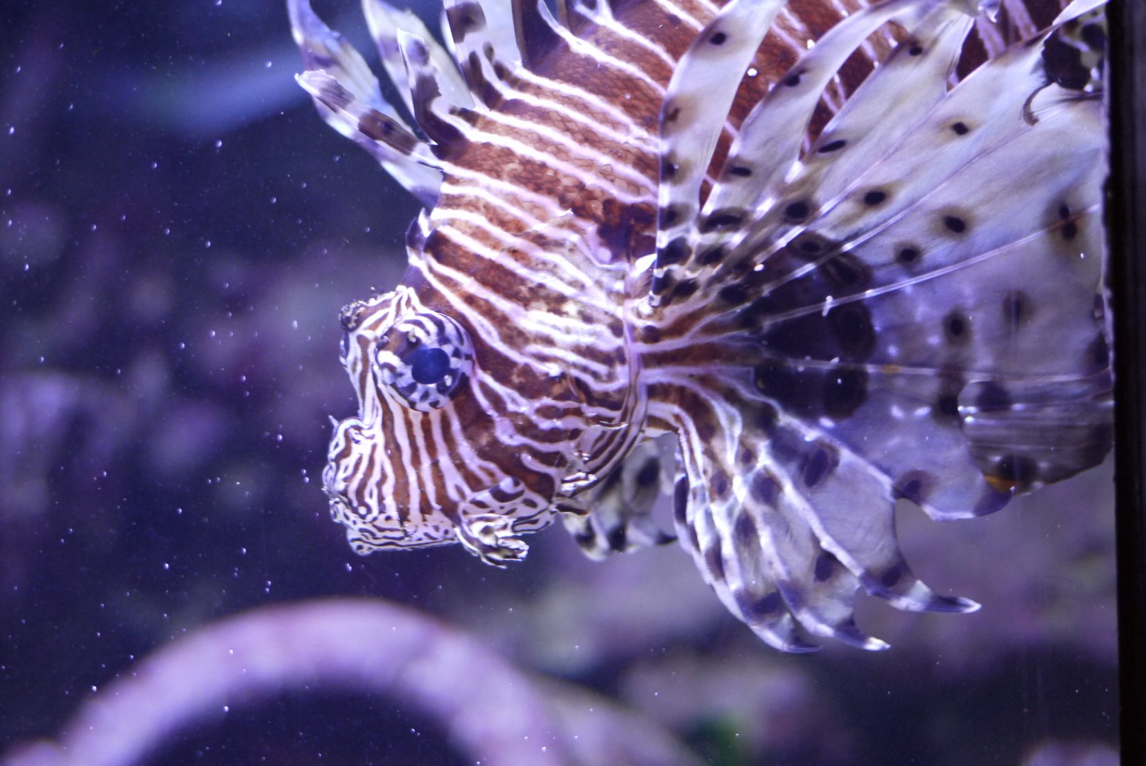 Red Lionfish