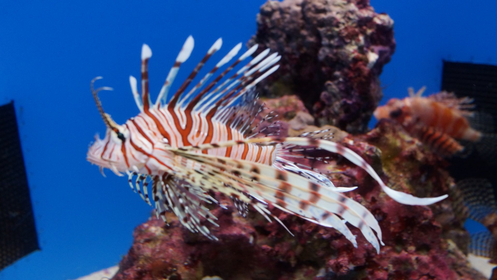 Red Lionfish