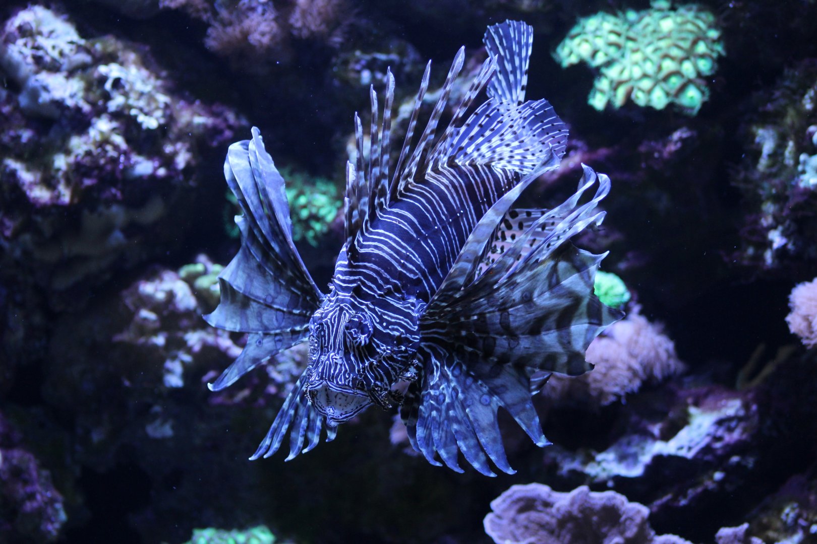 Red Lionfish