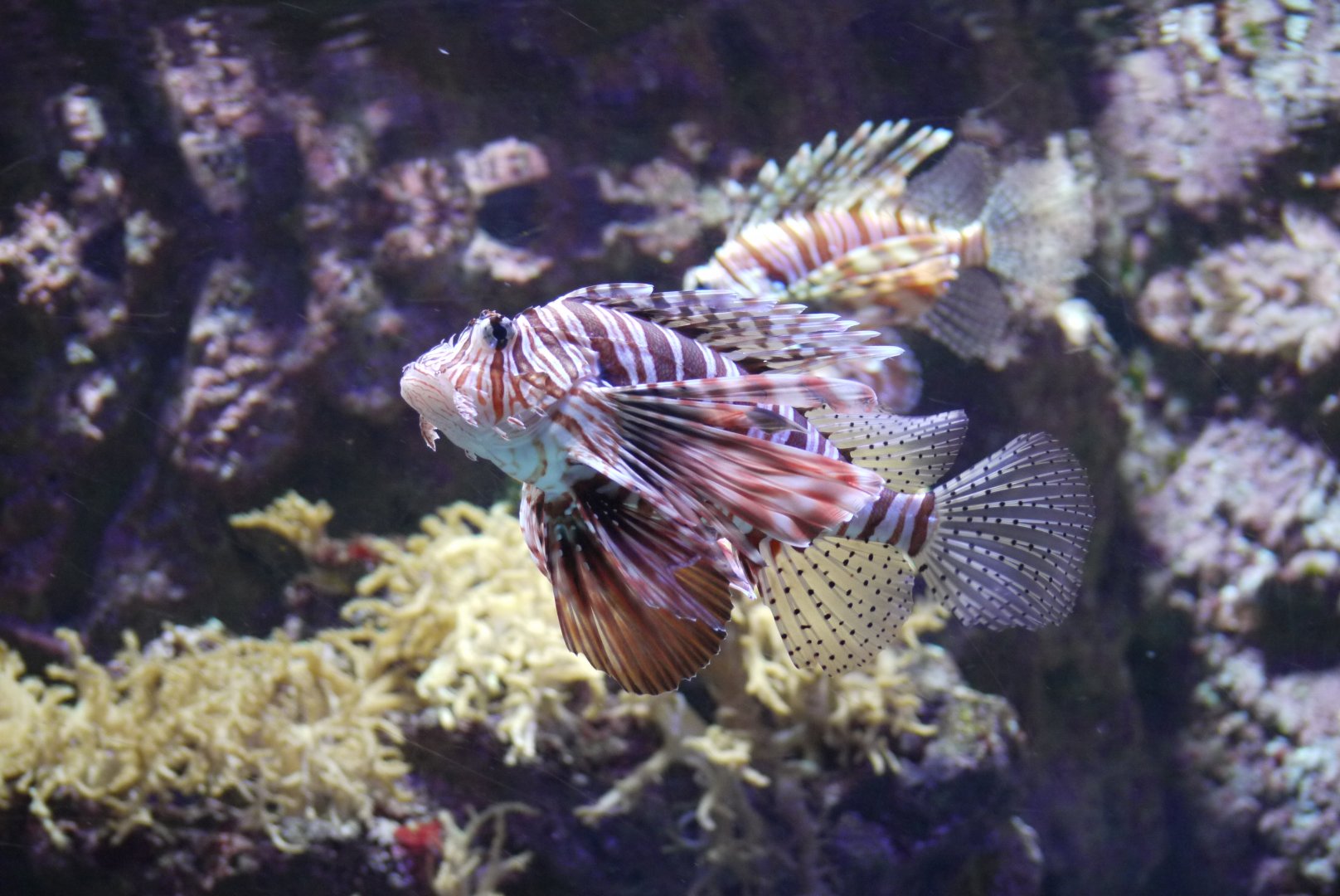 Red Lionfish