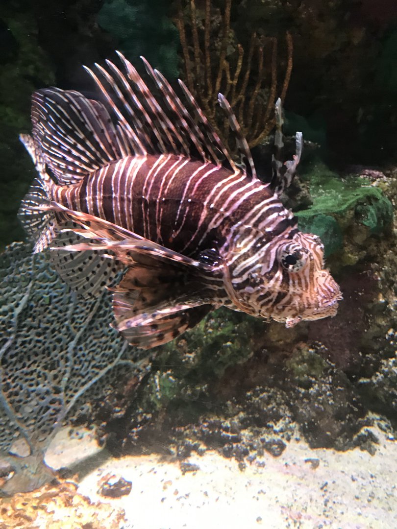 Red lionfish