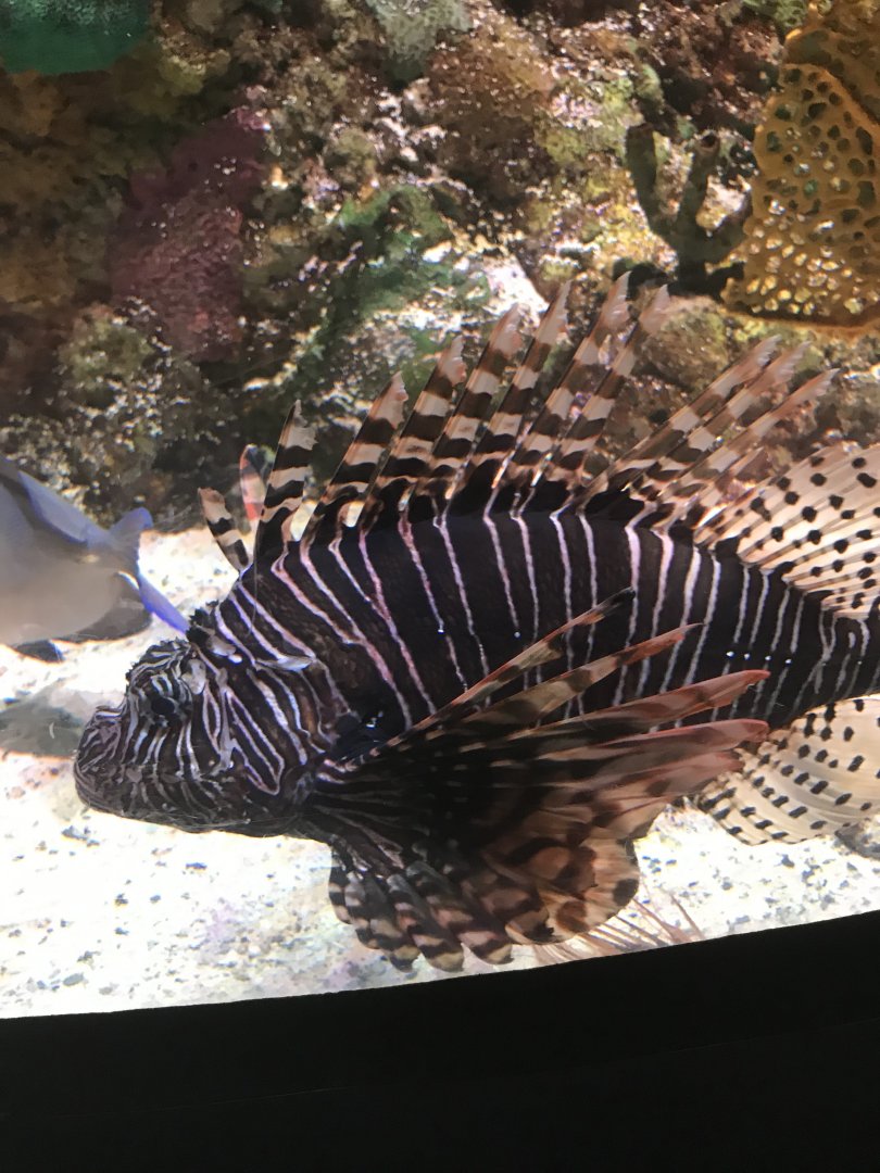 Red lionfish
