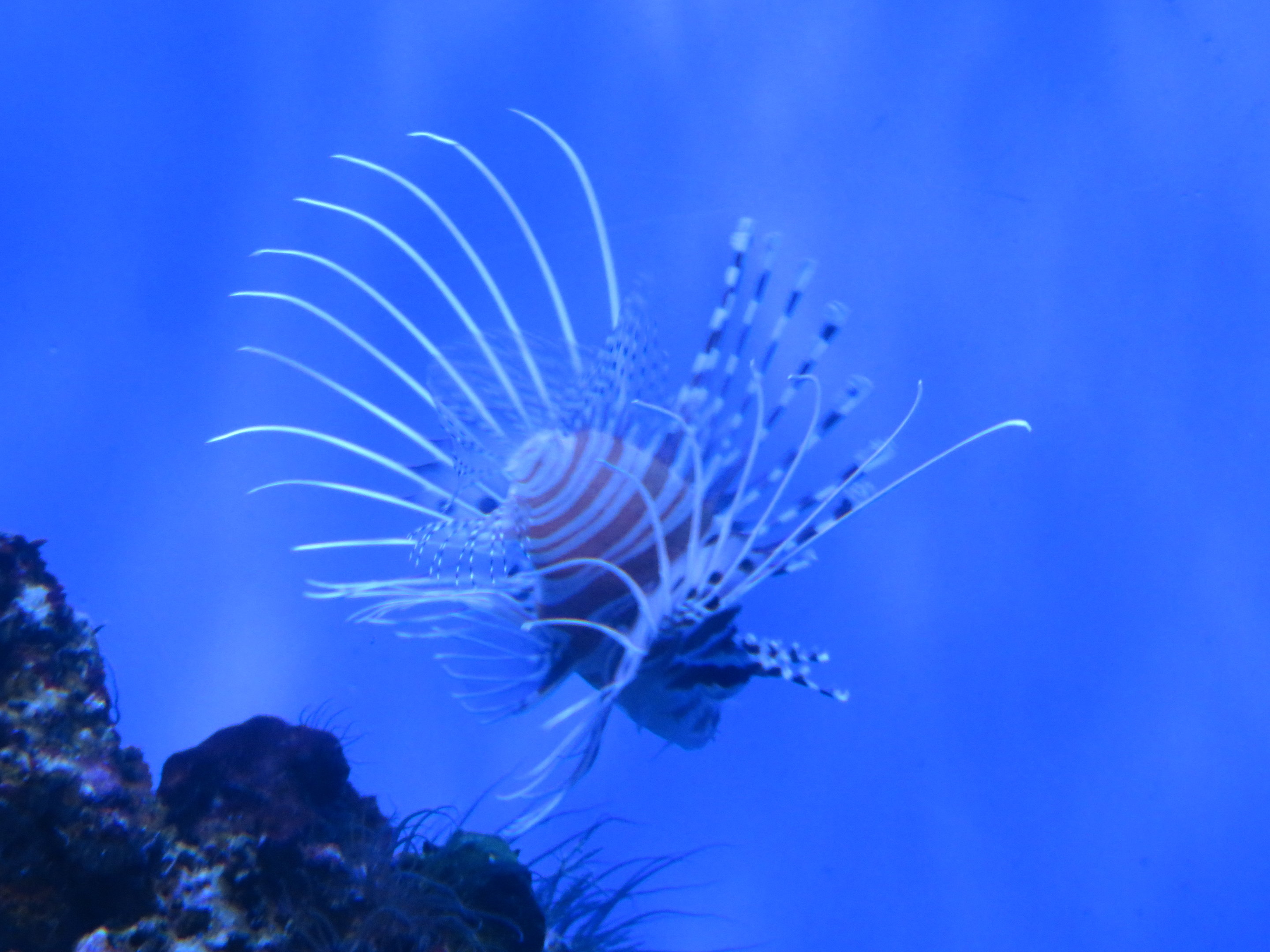 Red Lionfish