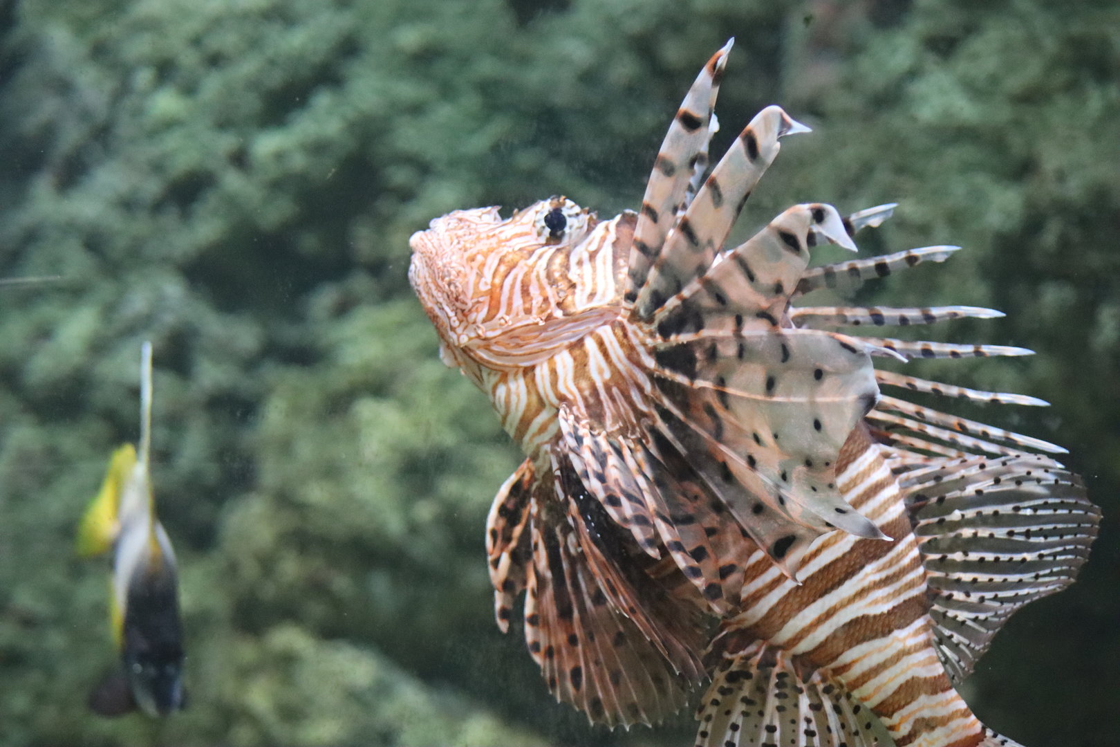 Red Lionfish