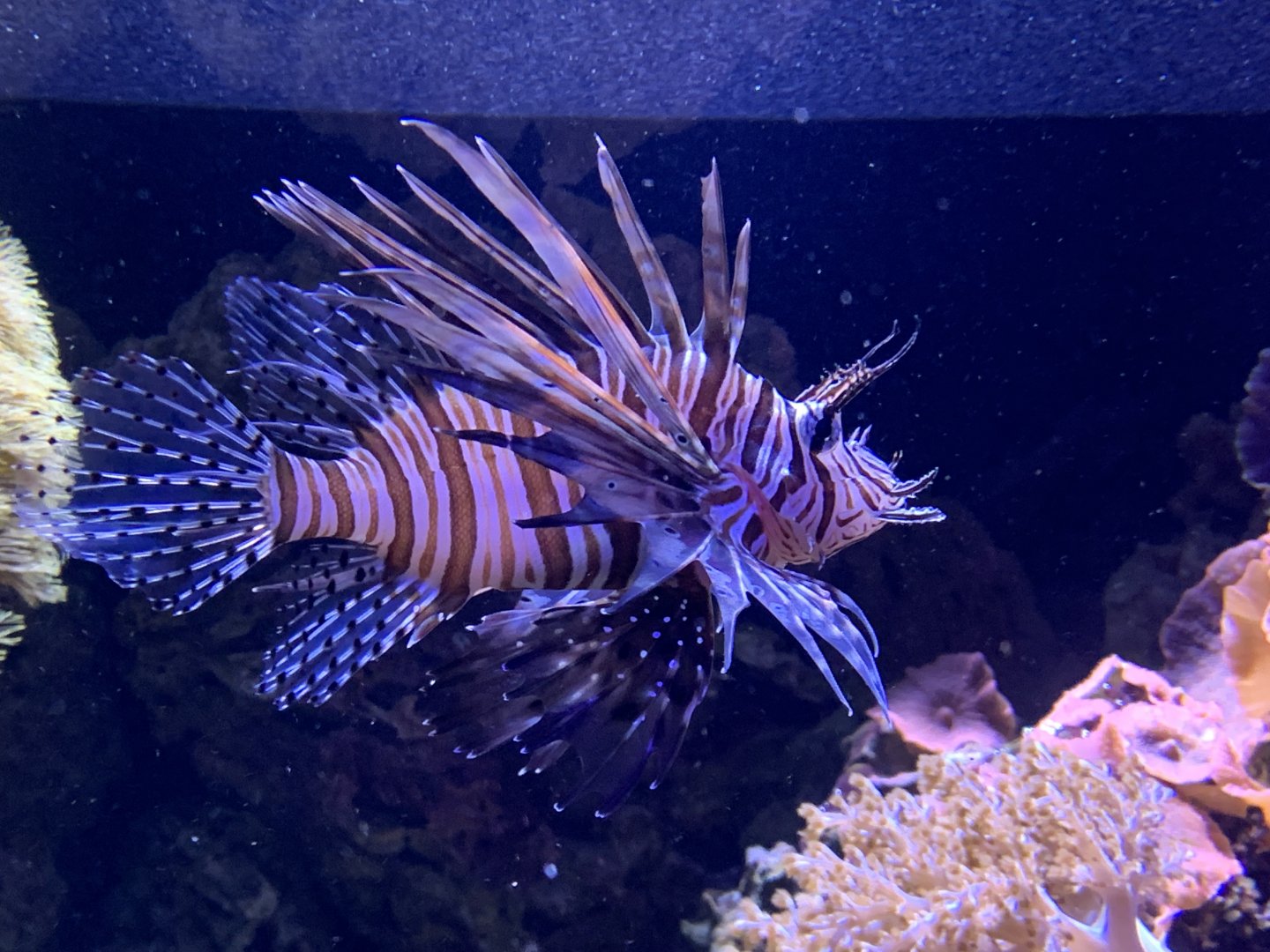 Red lionfish