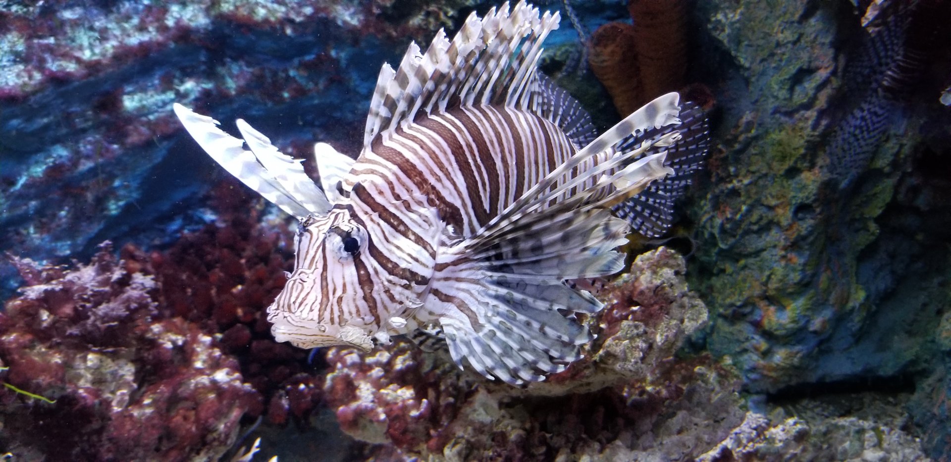 Red Lionfish