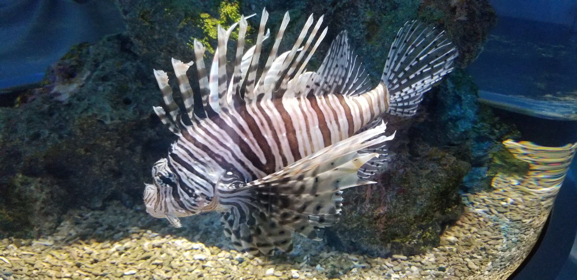 Red Lionfish