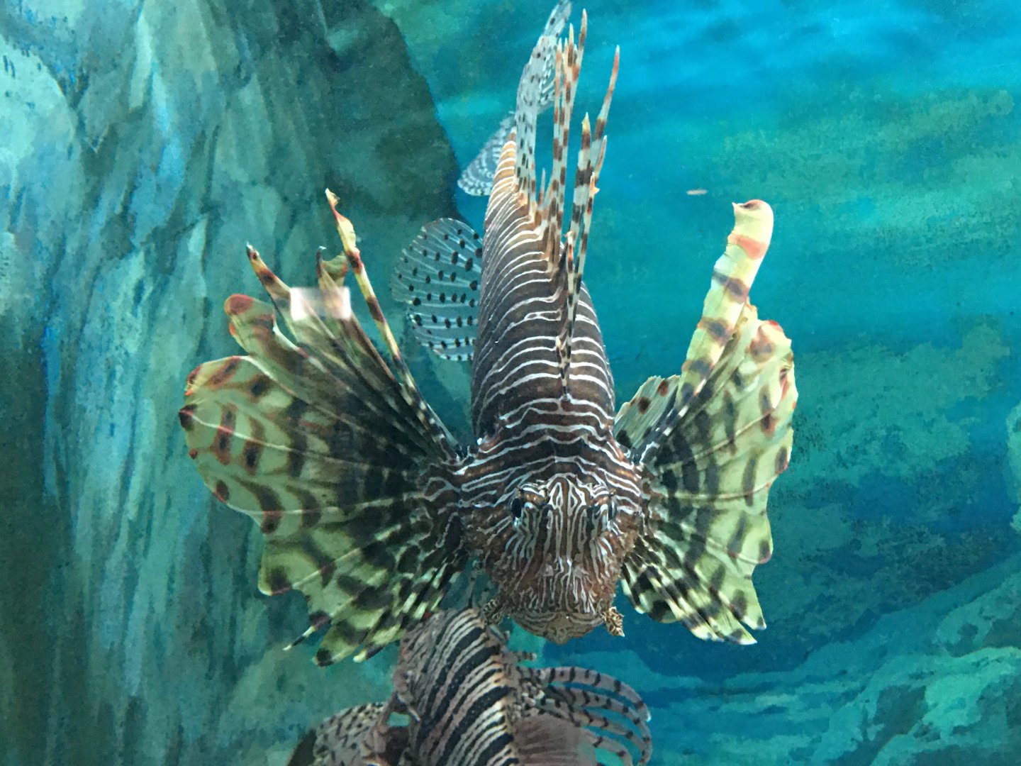 Red Lionfish