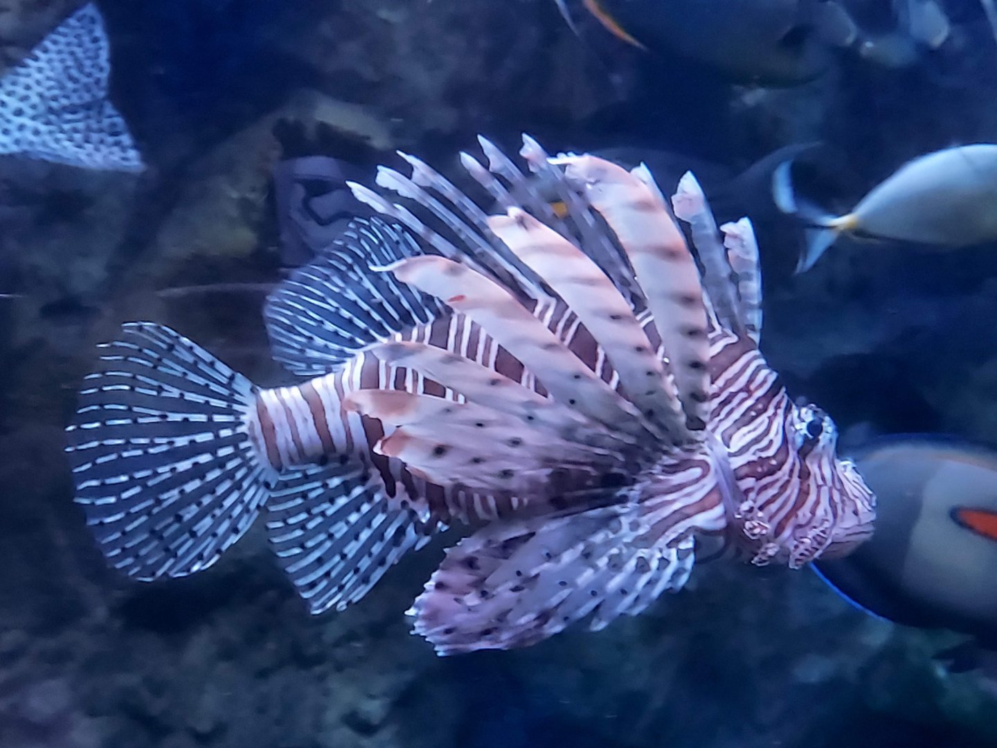 Red Lionfish