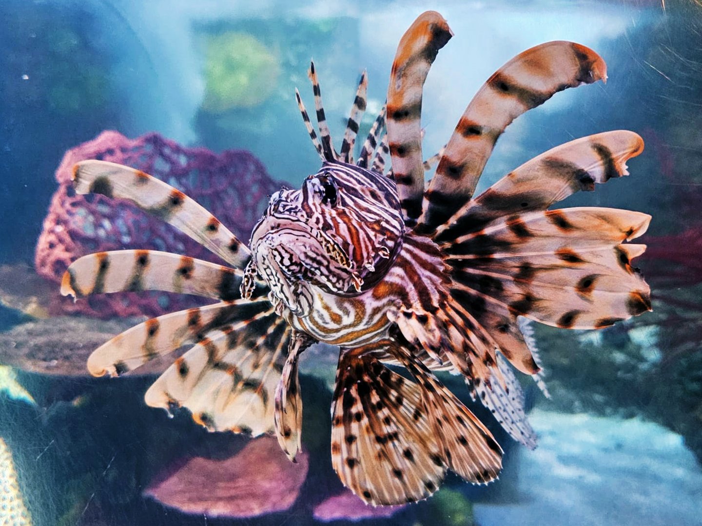Red lionfish