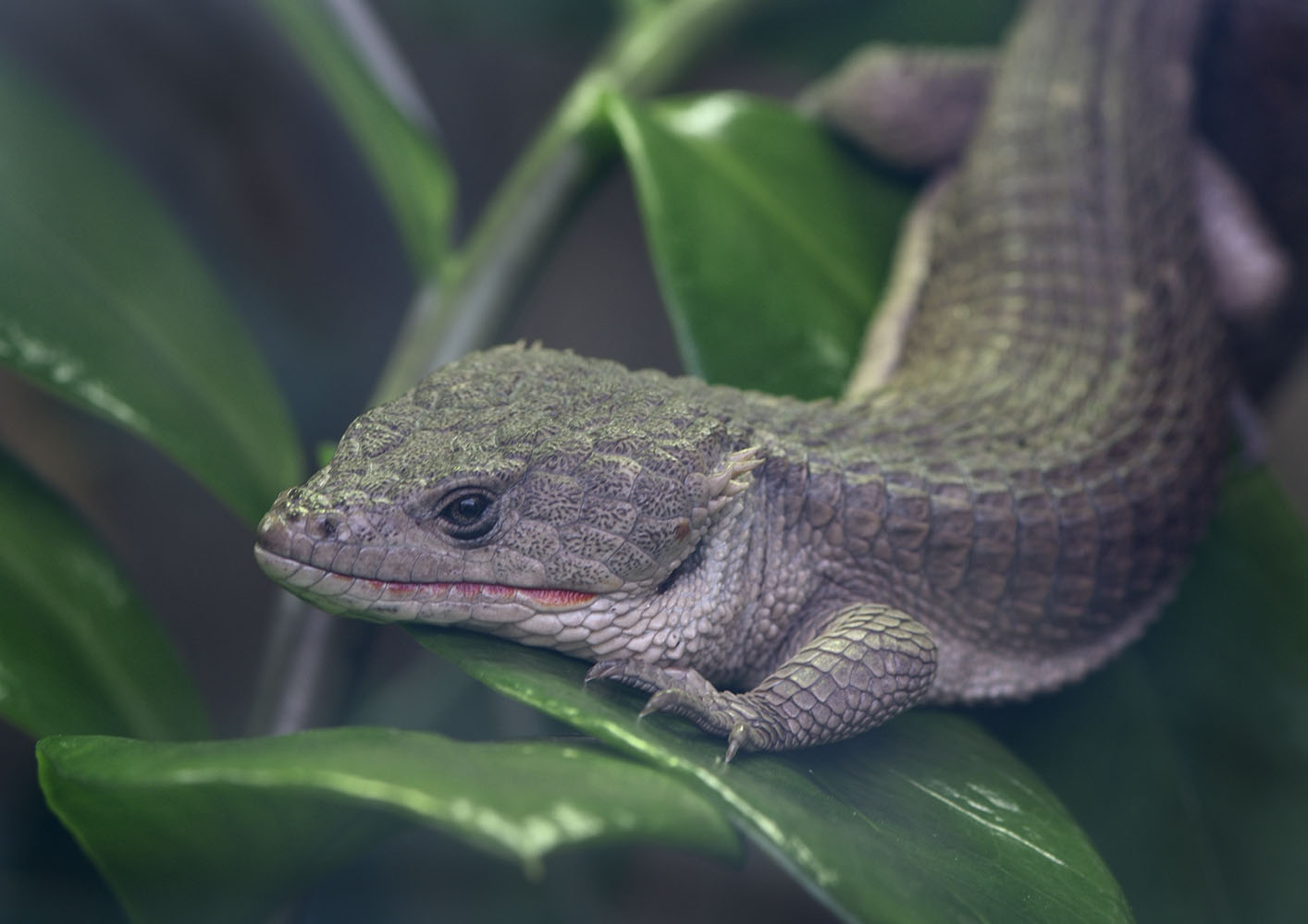Red-lipped arboreal alligator lizard