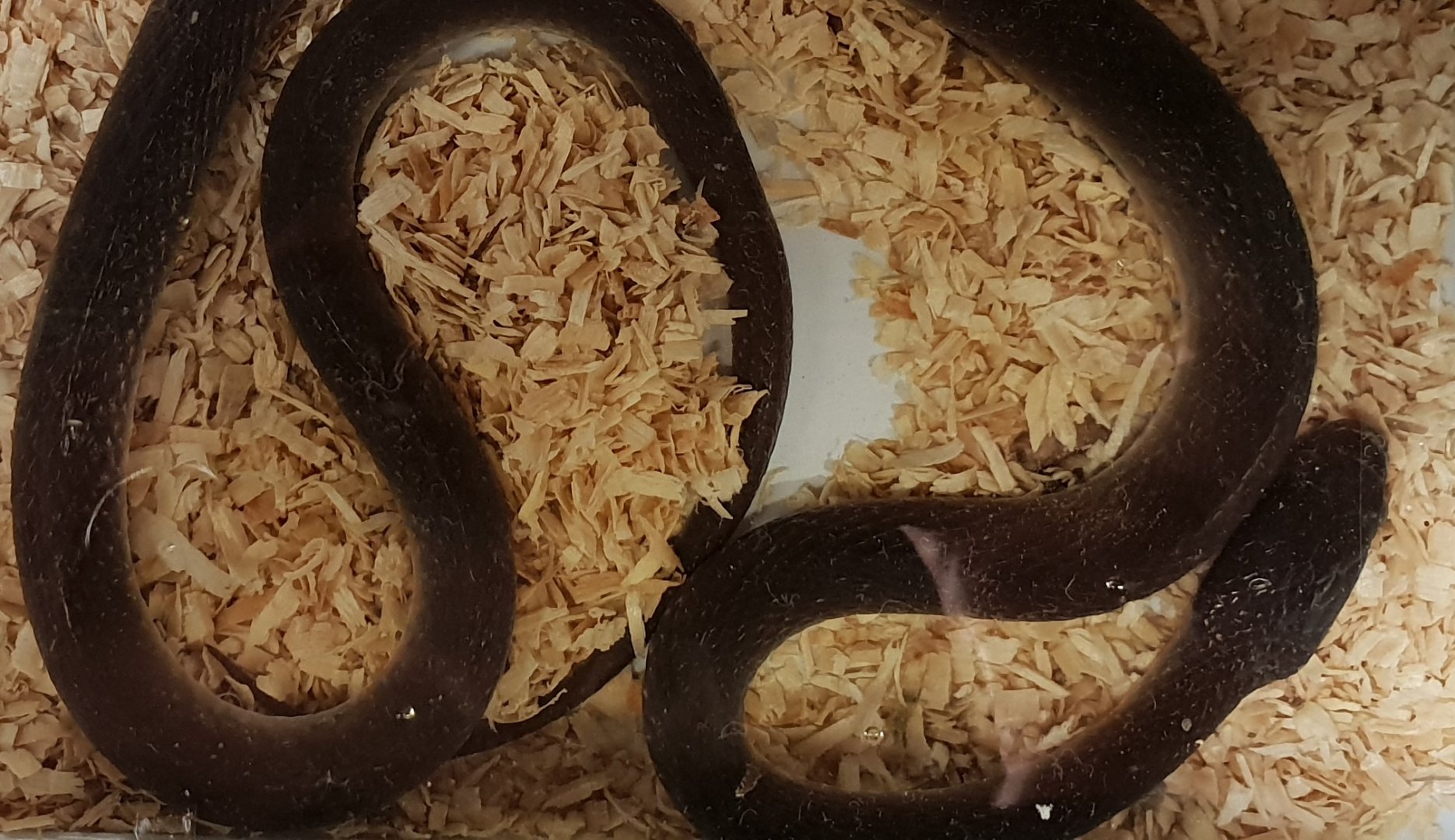 Red-lipped Herald snake - Crotaphopeltis hotamboeia