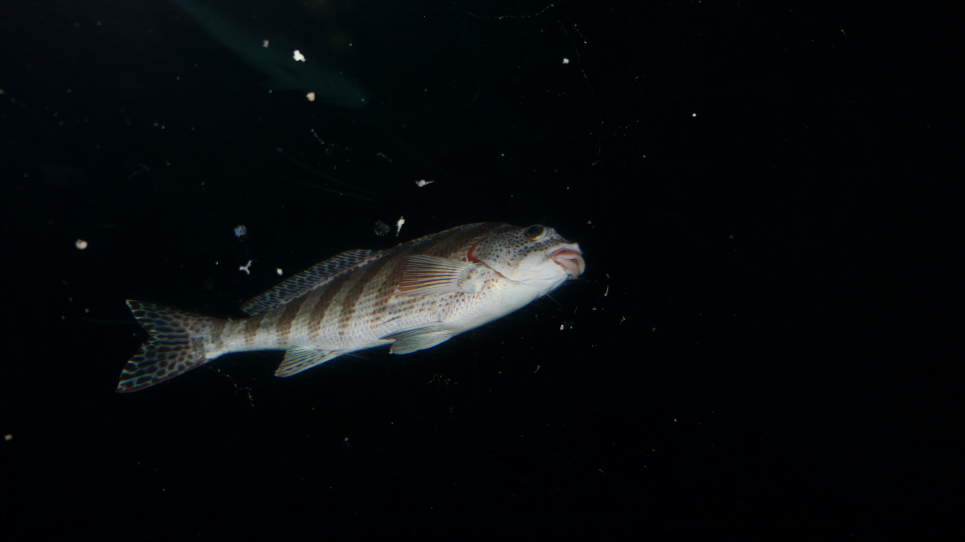 Red-lipped Morwong (Goniistius rubrolabiatus)