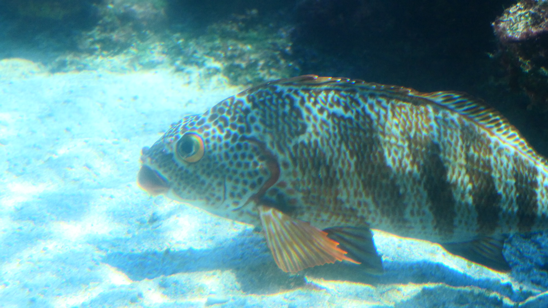 Red-lipped Morwong (Goniistius rubrolabiatus)