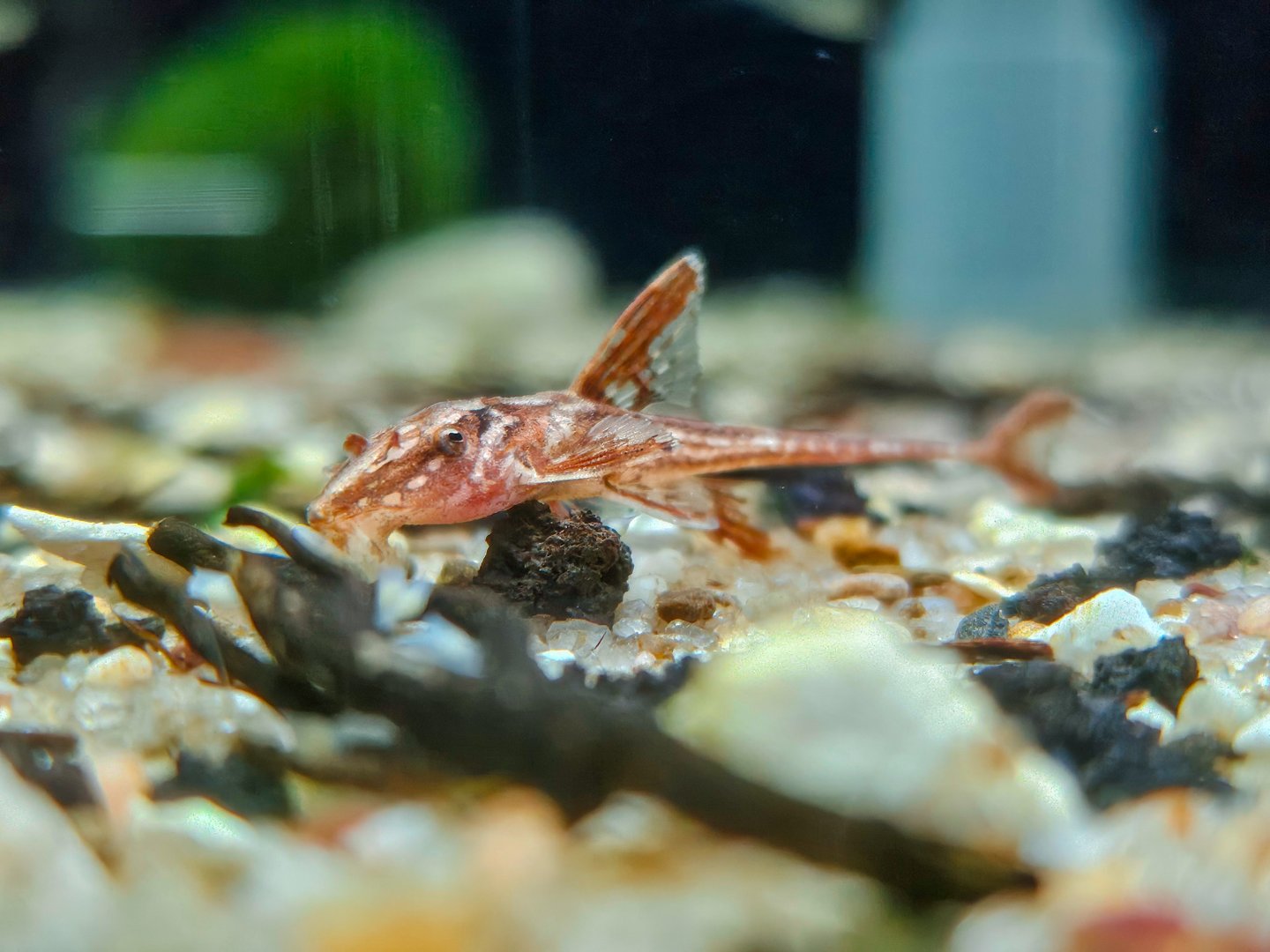 Red Lizard Whiptail (Rineloricaria sp. L010a)