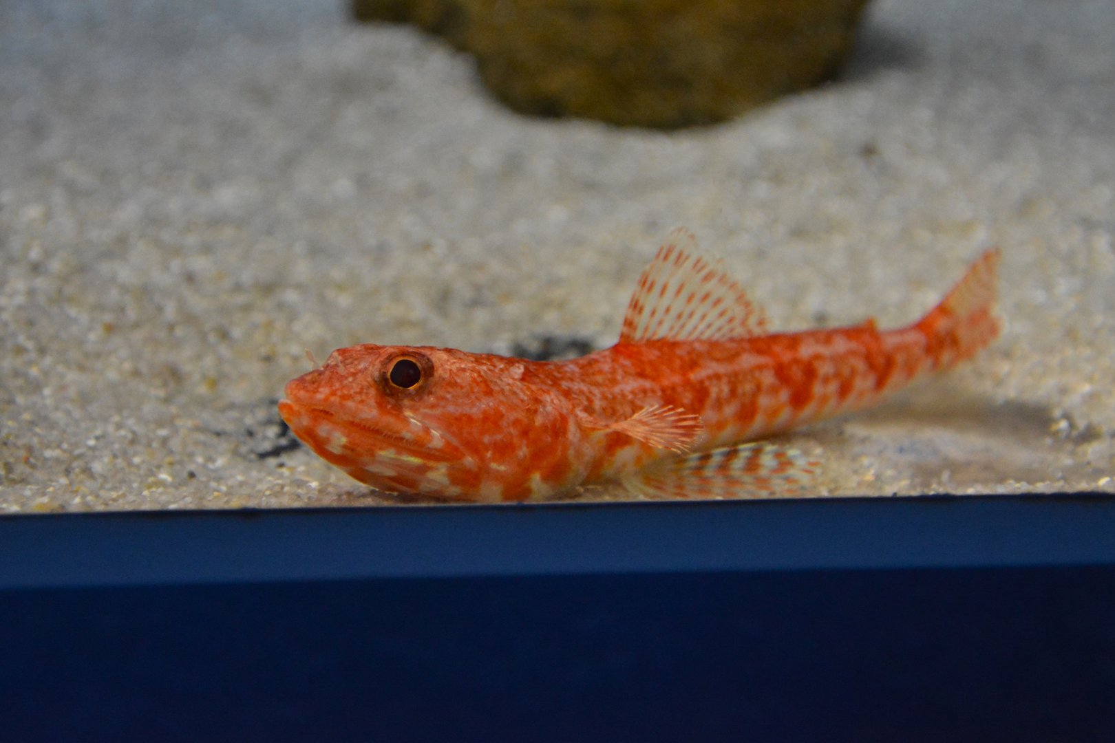 Red lizardfish (Synodus ulae)