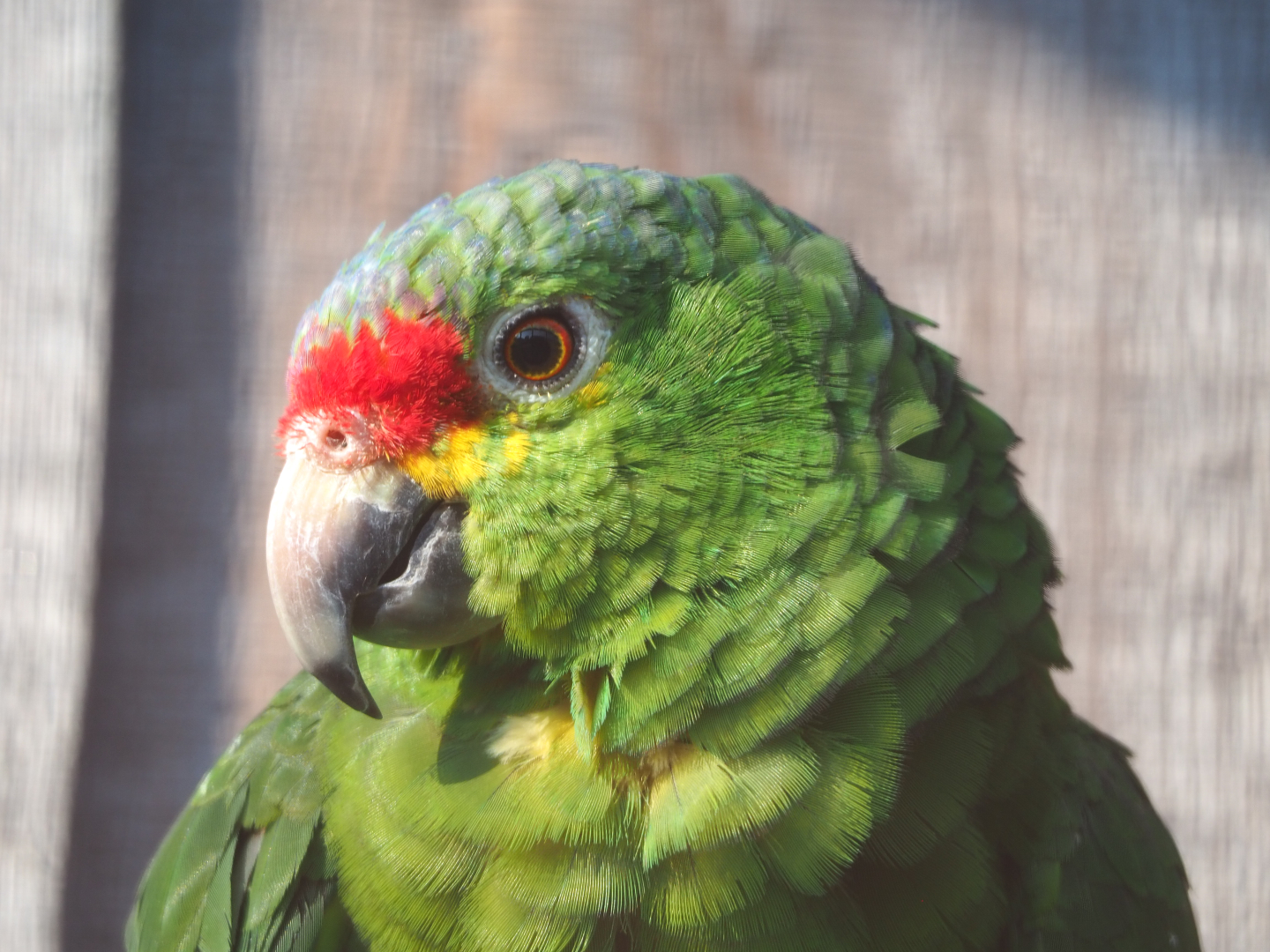 Red-lored amazon (Amazona autumnalis), 2020-09-12
