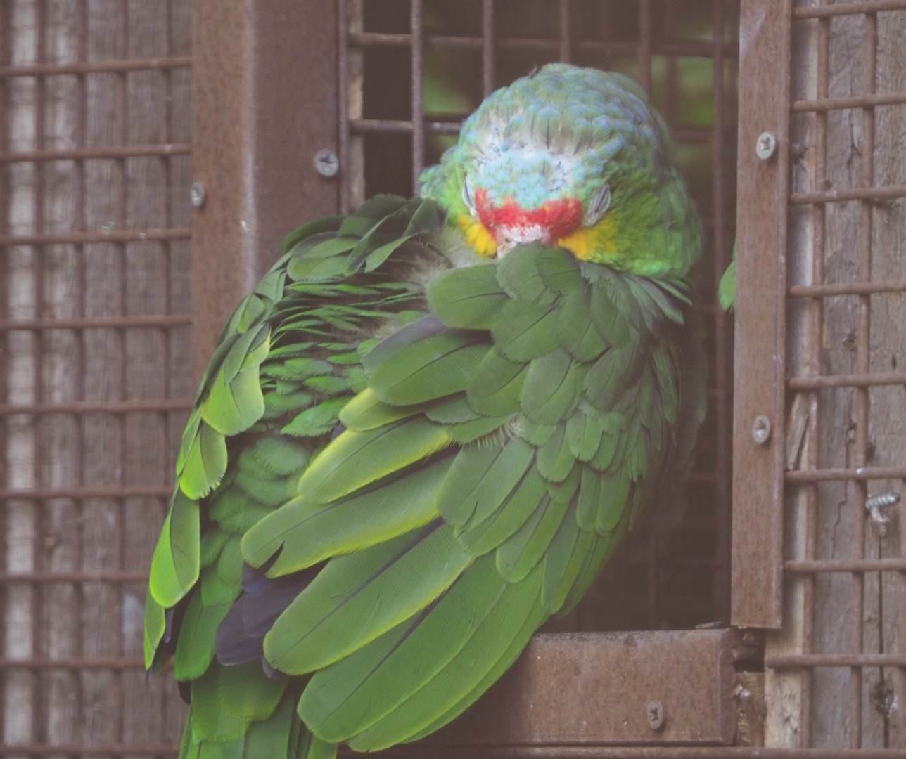Red-lored amazon (Amazona autumnalis), 2020-09-12