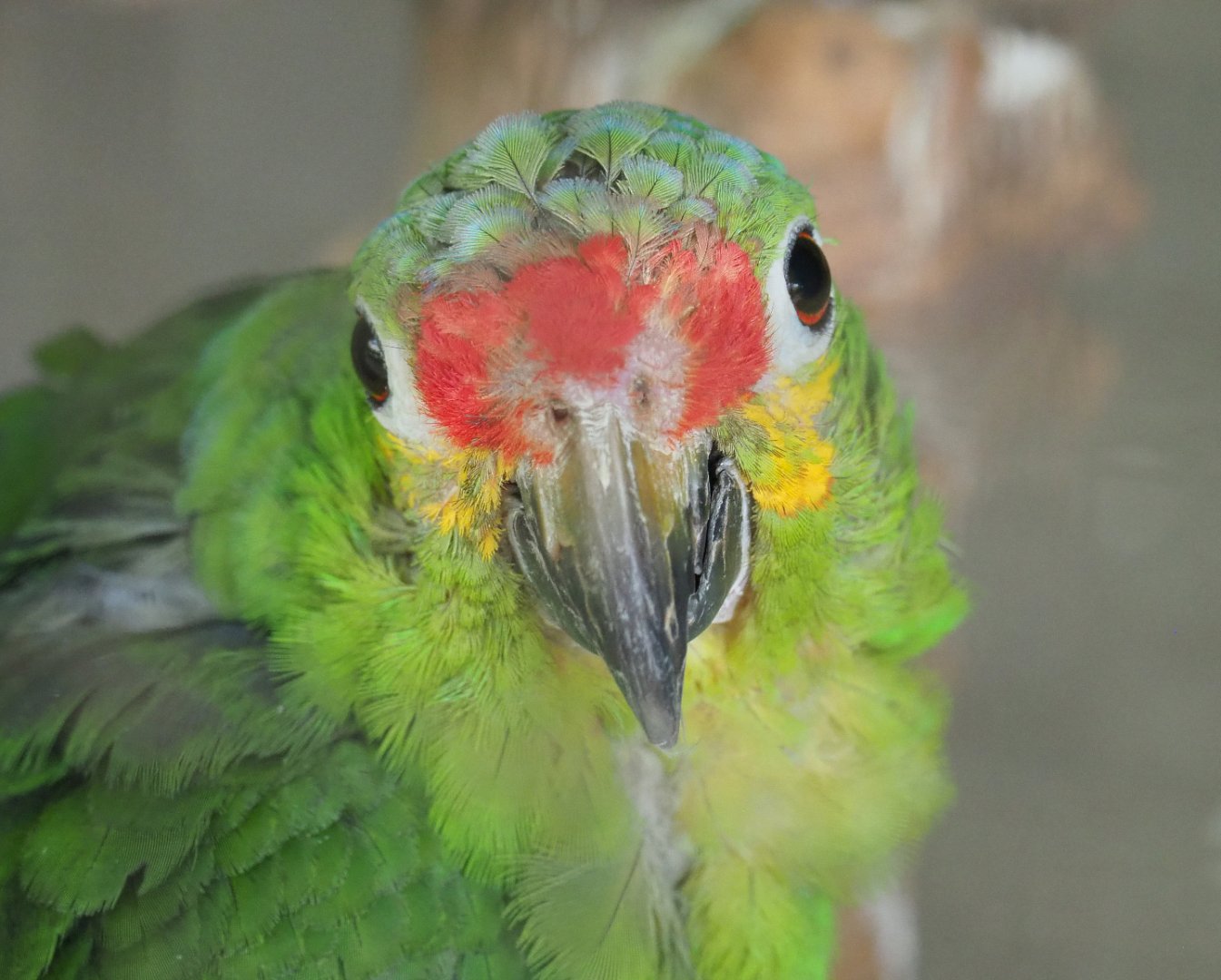 Red-lored amazon (Amazona autumnalis autumnalis), 2019-08-04