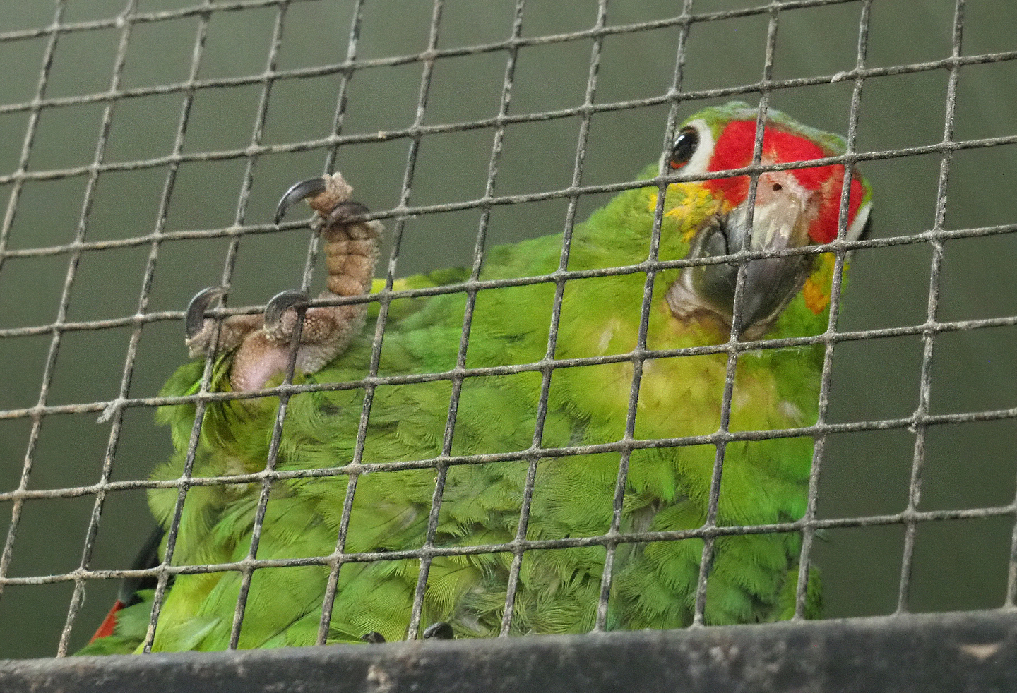 Red-lored amazon (Amazona autumnalis autumnalis), 2020-06-20